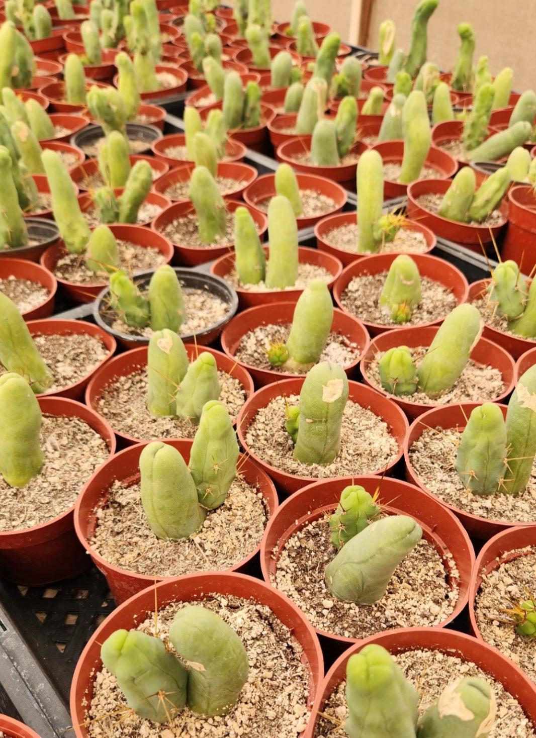 #EC121 Reddit TBM w pups in 4" container special-Cactus - Large - Exact-The Succulent Source