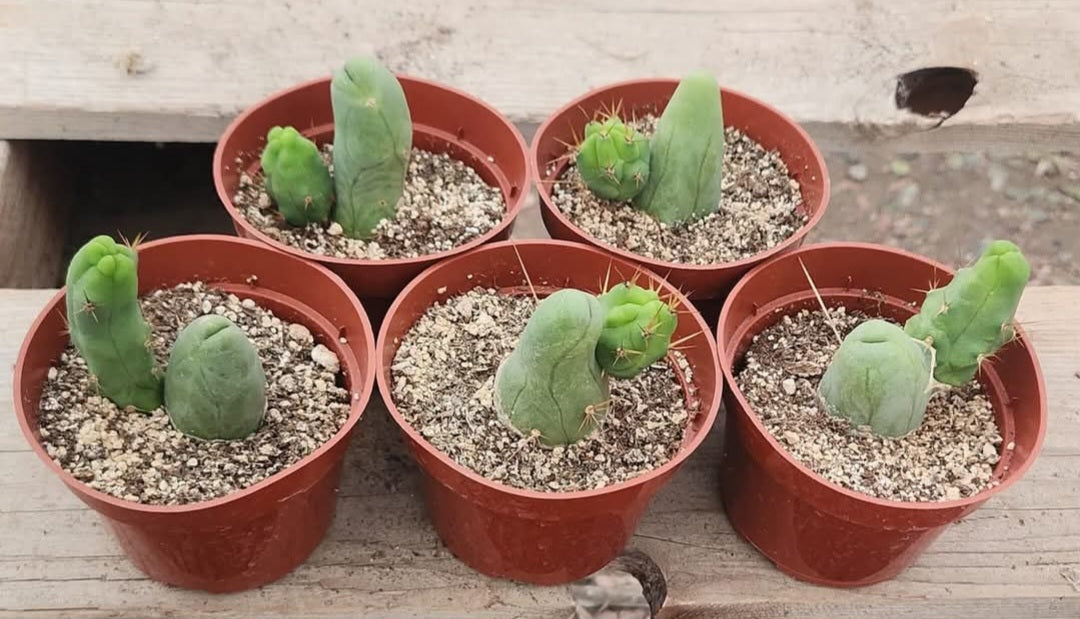 #EC121 Reddit TBM w pups in 4" container special-Cactus - Large - Exact-The Succulent Source