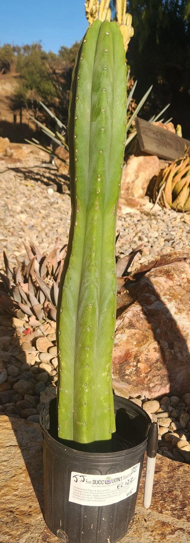 #EC122 EXACT Trichocereus Pachanoi Jiimz Juul ornamental cactus 22”-Cactus - Large - Exact-The Succulent Source