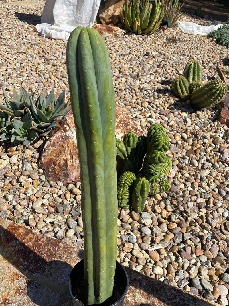 #EC122 EXACT Trichocereus Pachanoi Jiimz Juul ornamental cactus 27”