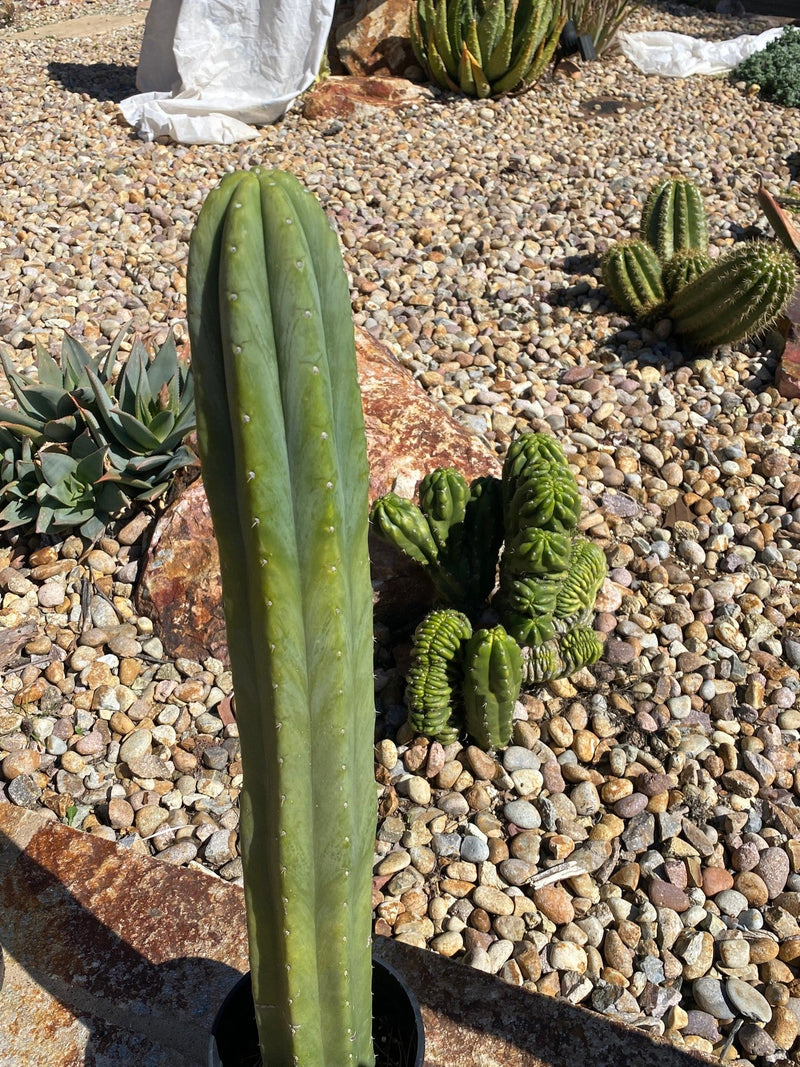 #EC122 EXACT Trichocereus Pachanoi Jiimz Juul ornamental cactus 27”