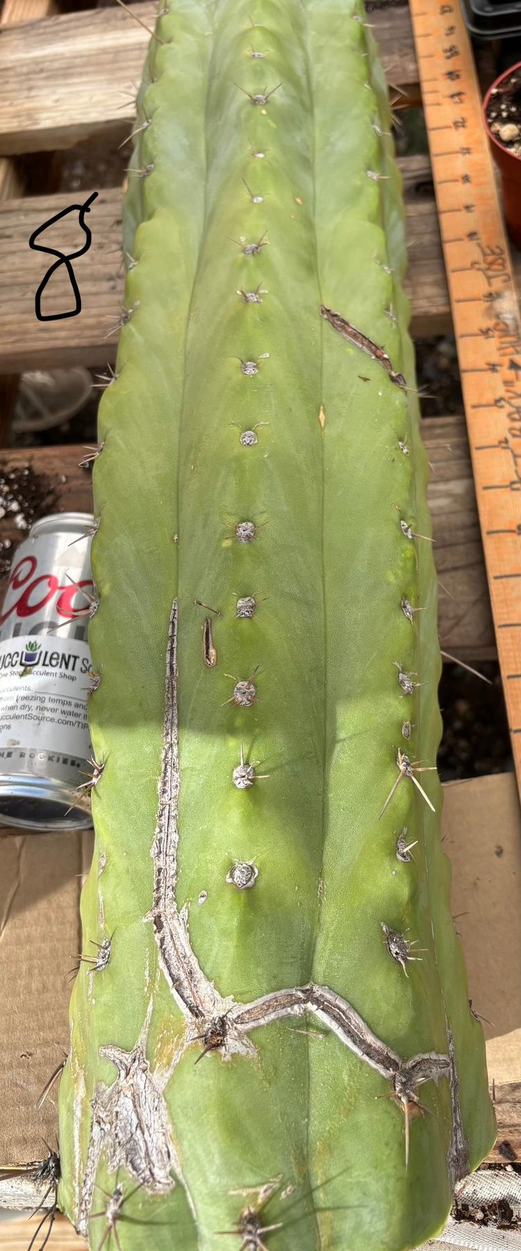 #EC123 EXACT Trichocereus Peruvianus "Resilience” Cactus Cuttings-Cactus - Large - Exact-The Succulent Source