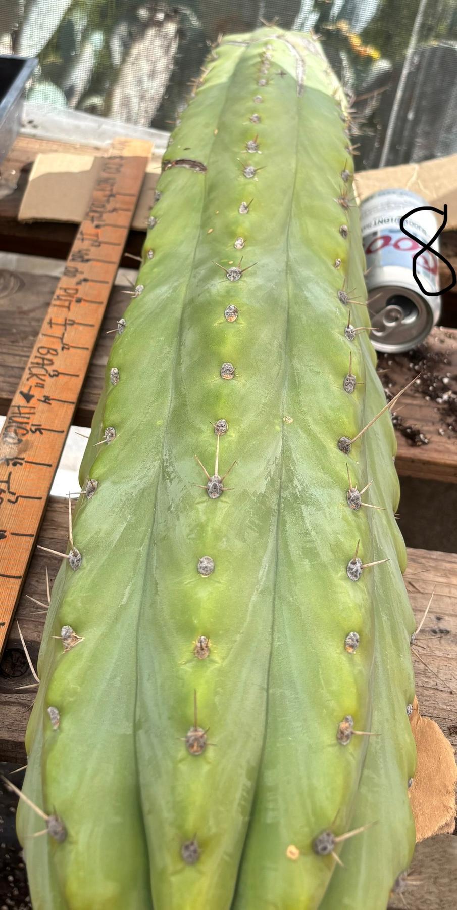#EC123 EXACT Trichocereus Peruvianus "Resilience” Cactus Cuttings-Cactus - Large - Exact-The Succulent Source