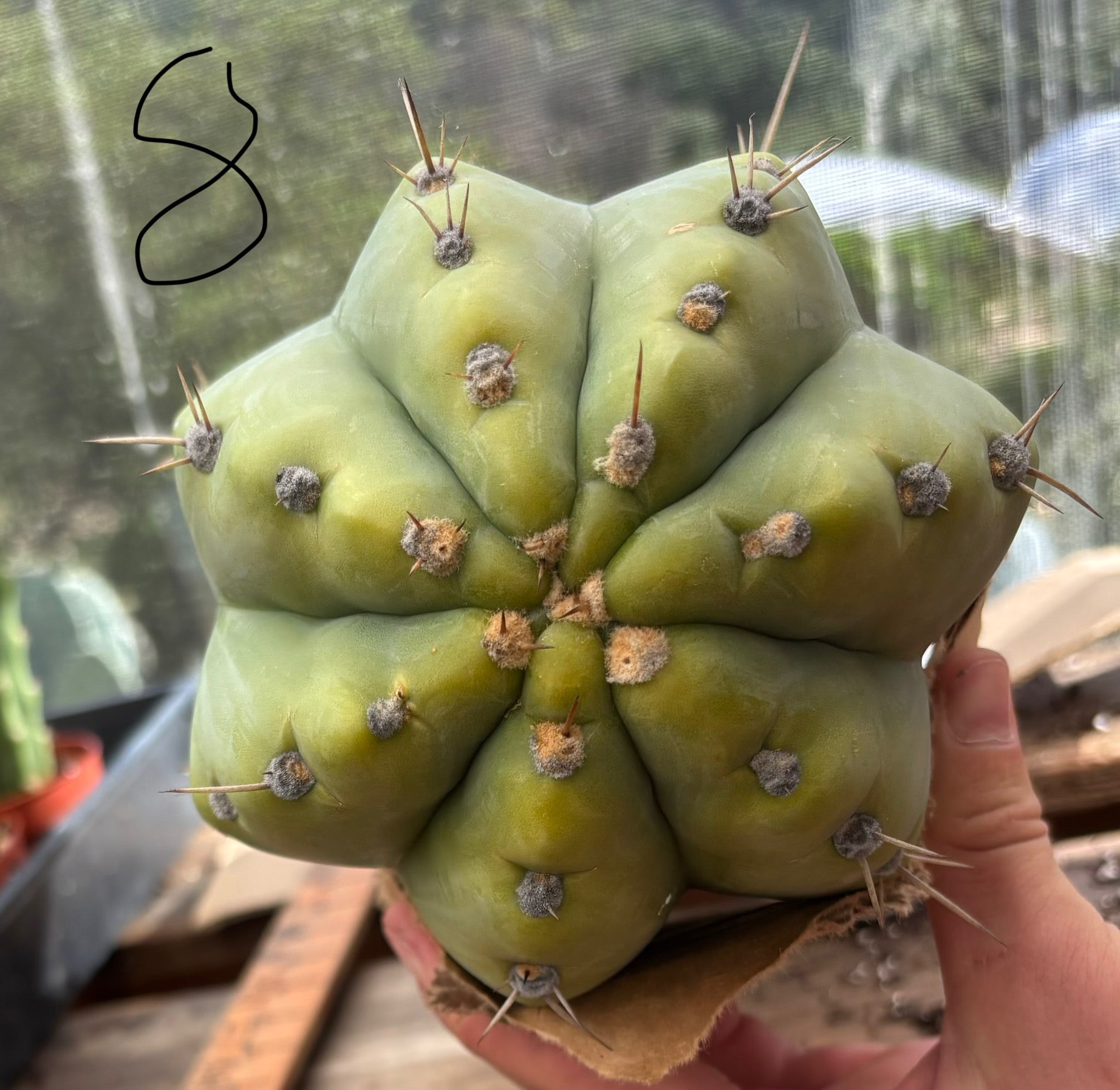 #EC123 EXACT Trichocereus Peruvianus "Resilience” Cactus Cuttings-Cactus - Large - Exact-The Succulent Source