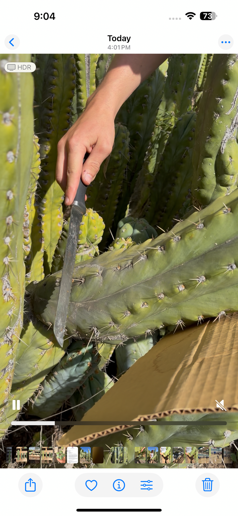 #EC123 EXACT Trichocereus Peruvianus "Resilience” Cactus Cuttings-Cactus - Large - Exact-The Succulent Source