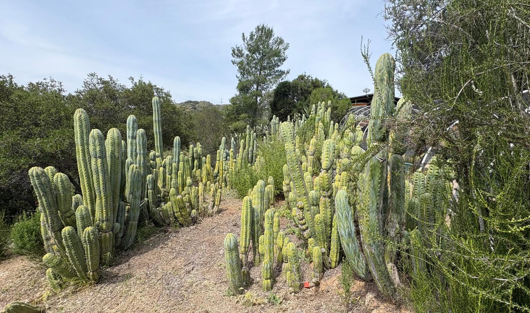 #EC123 EXACT Trichocereus Peruvianus "Resilience” Cactus Cuttings-Cactus - Large - Exact-The Succulent Source