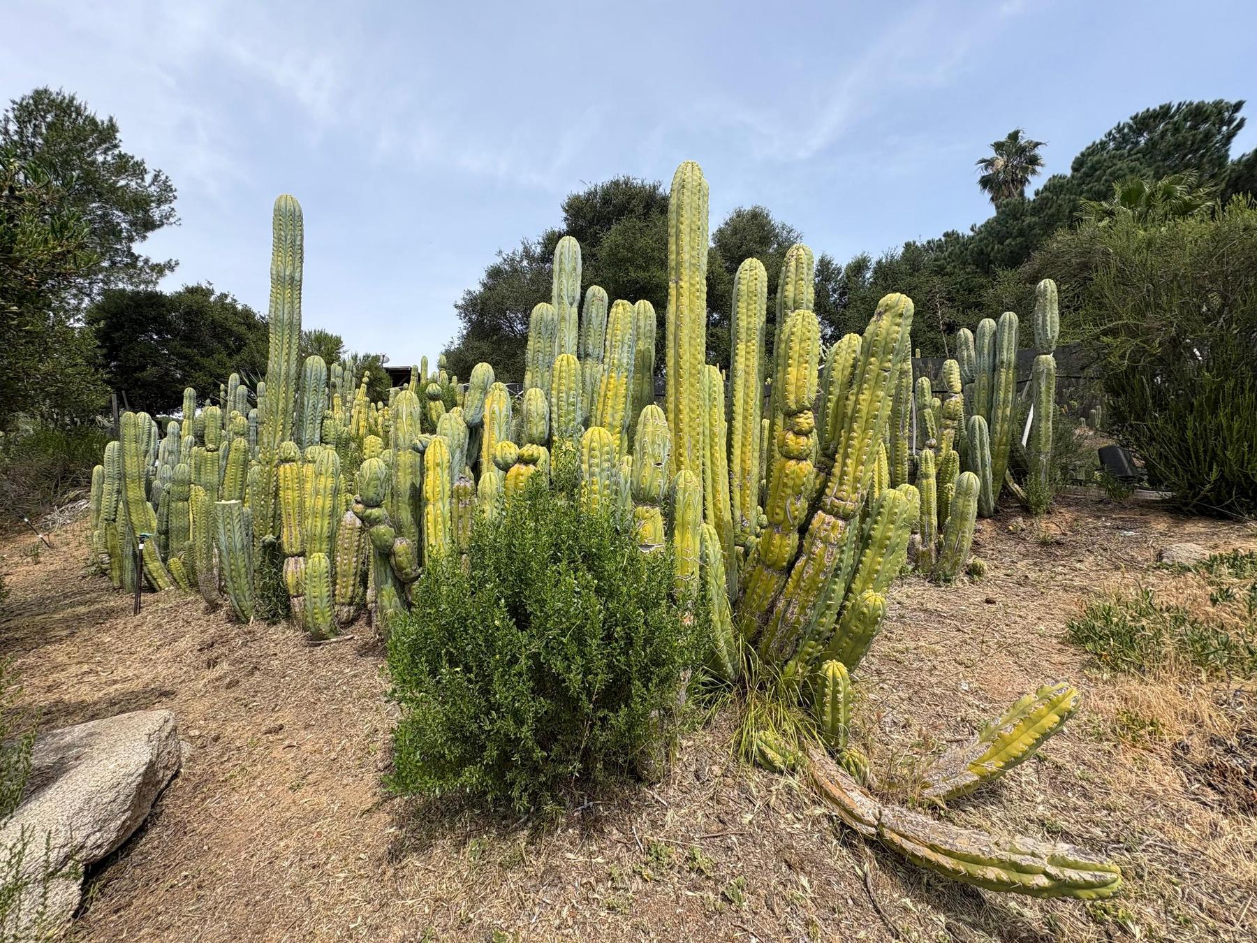 #EC123 EXACT Trichocereus Peruvianus "Resilience” Cactus Cuttings-Cactus - Large - Exact-The Succulent Source