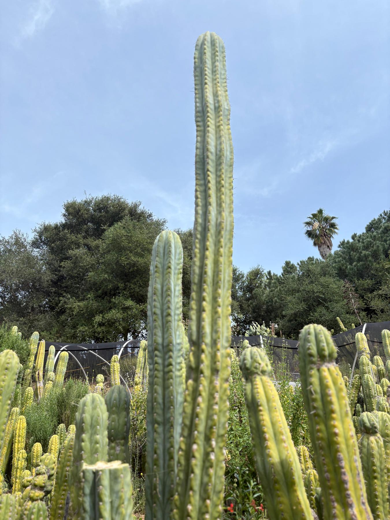 #EC123 EXACT Trichocereus Peruvianus "Resilience” Cactus Cuttings-Cactus - Large - Exact-The Succulent Source