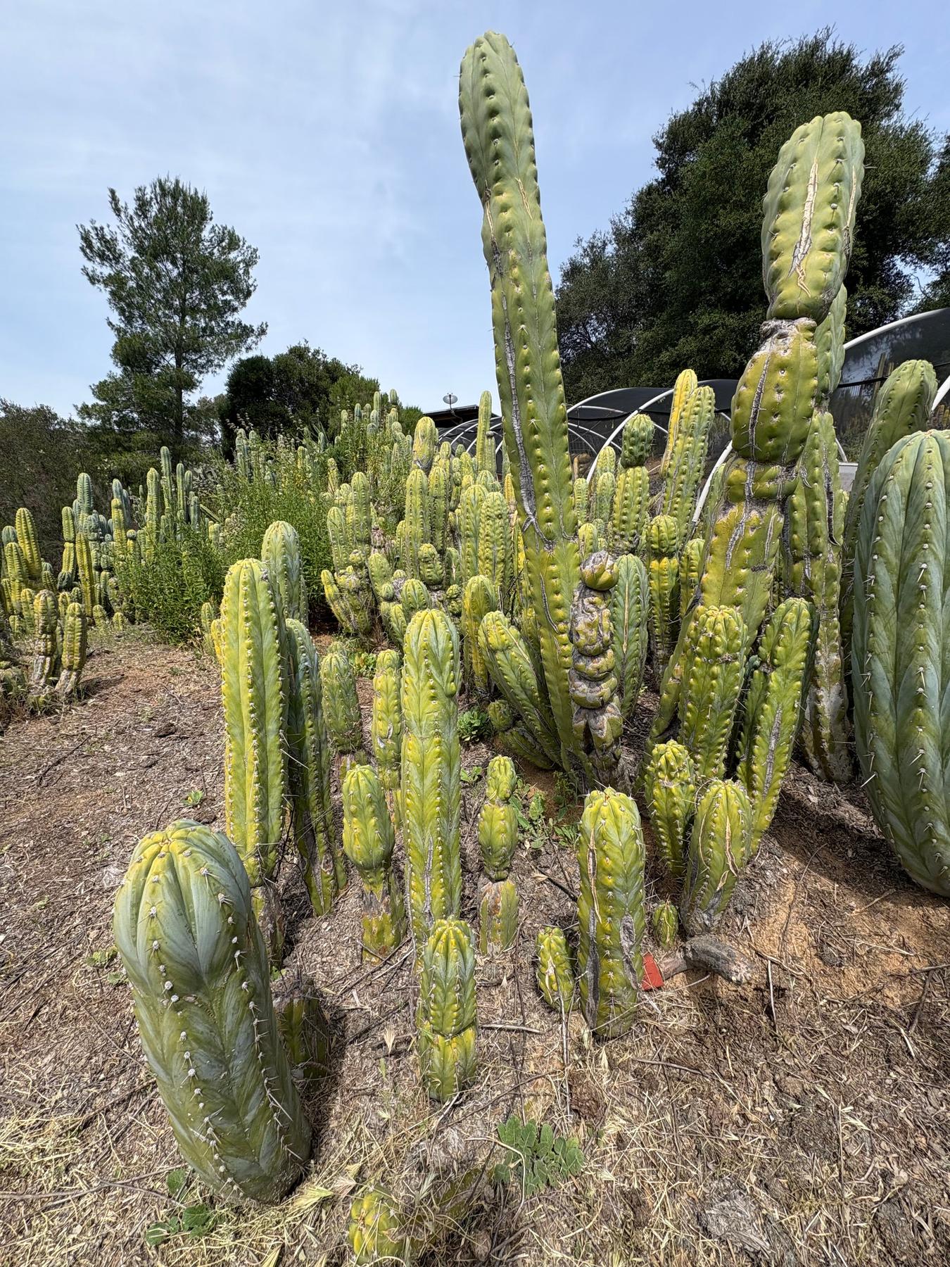 san pedro cactus in arizona #EC123 EXACT Trichocereus Peruvianus 