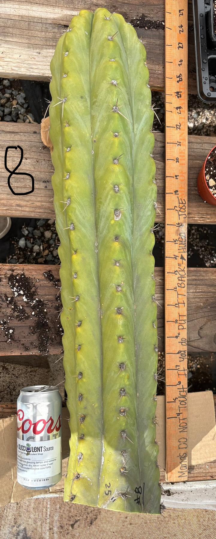 #EC123 EXACT Trichocereus Peruvianus "Resilience” Cactus Cuttings-Cactus - Large - Exact-The Succulent Source