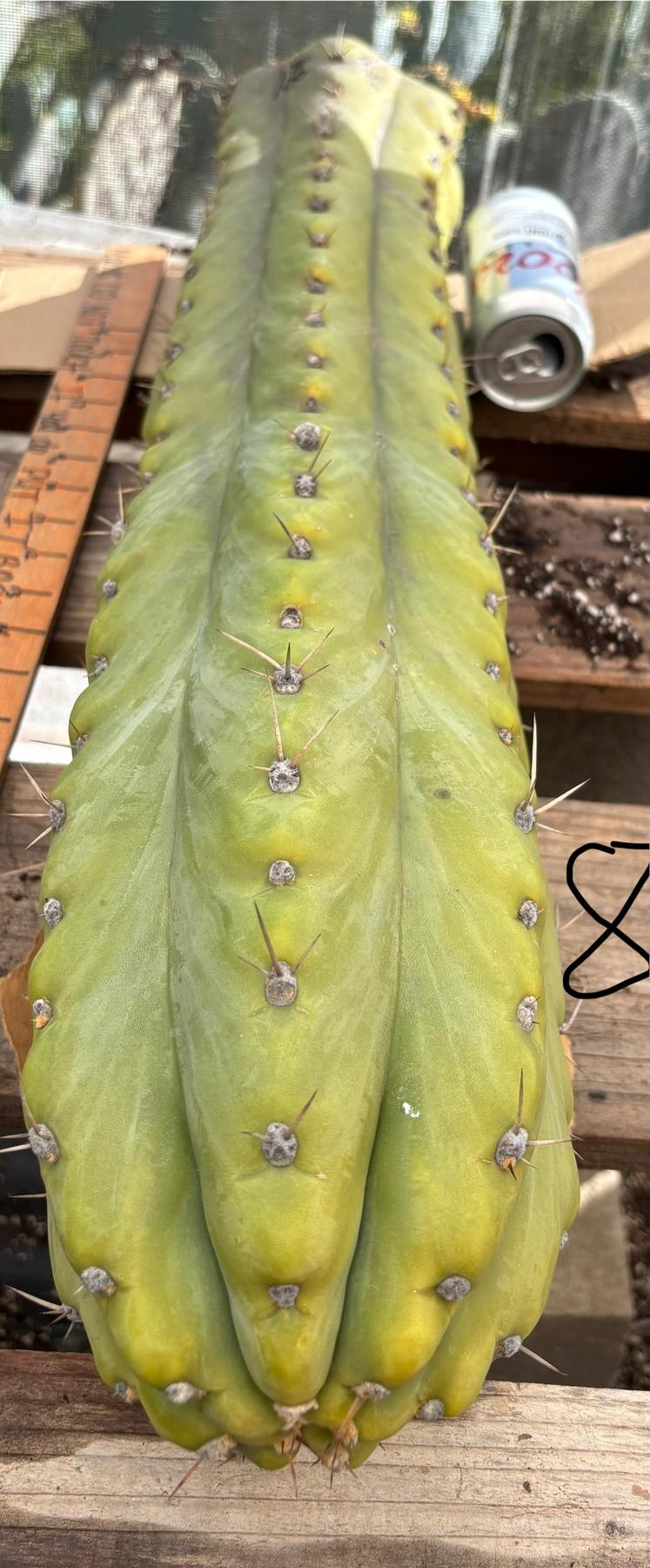 #EC123 EXACT Trichocereus Peruvianus "Resilience” Cactus Cuttings-Cactus - Large - Exact-The Succulent Source