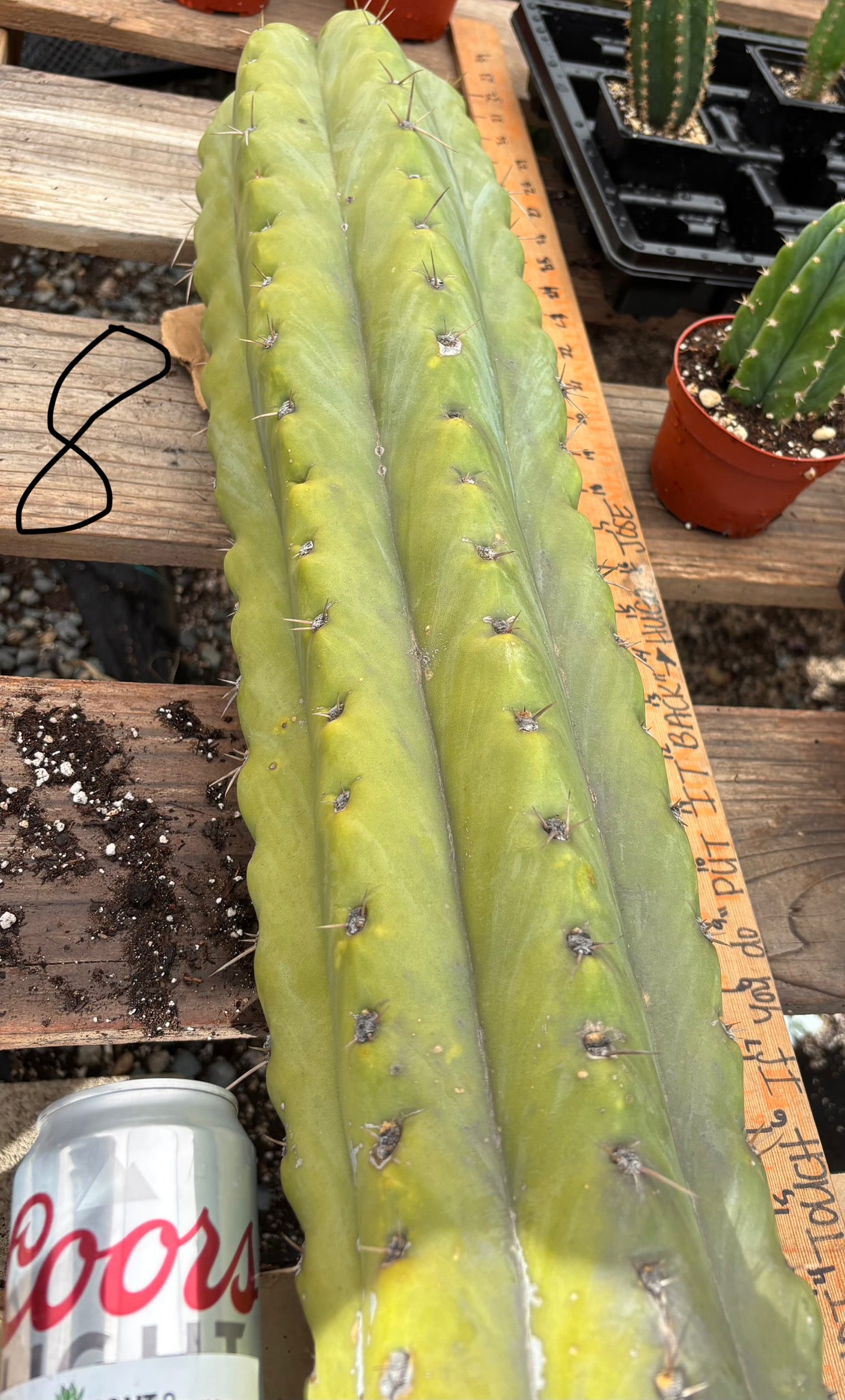 san pedro cactus cuttings ebay #EC123 EXACT Trichocereus Peruvianus "Resilience” Cactus Cuttings