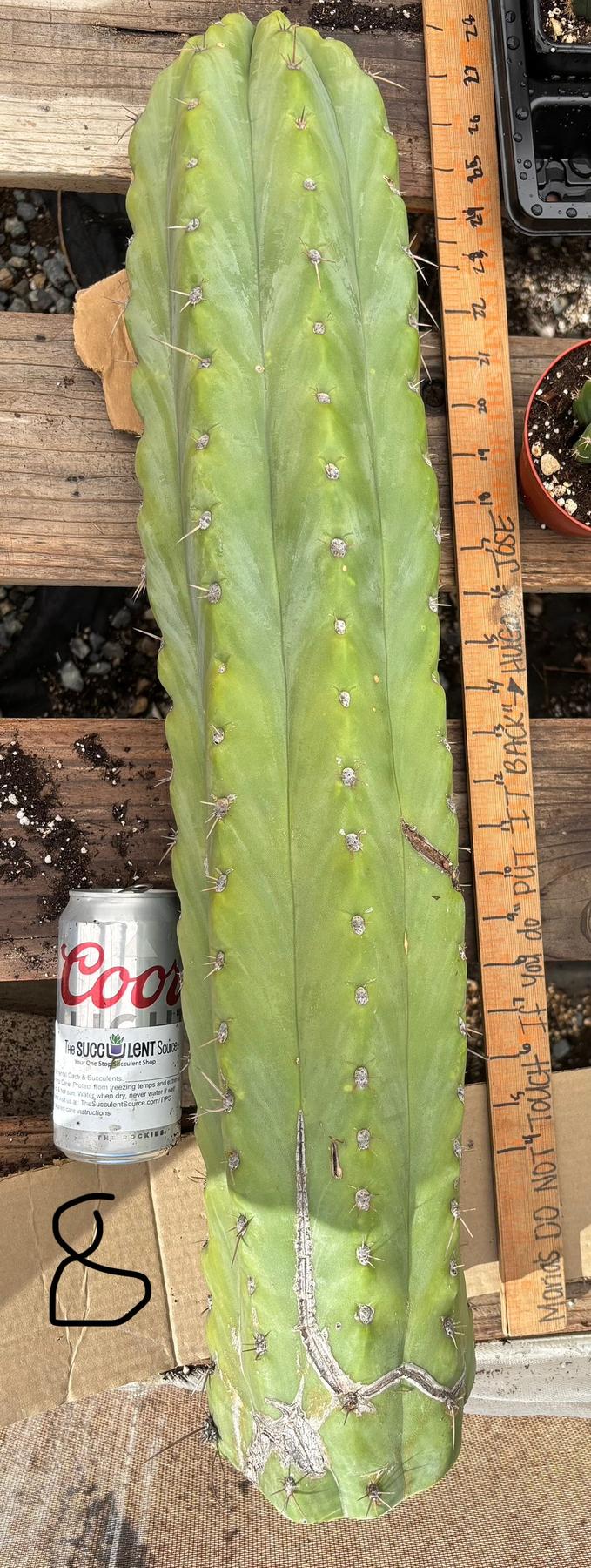 #EC123 EXACT Trichocereus Peruvianus "Resilience” Cactus Cuttings-Cactus - Large - Exact-The Succulent Source