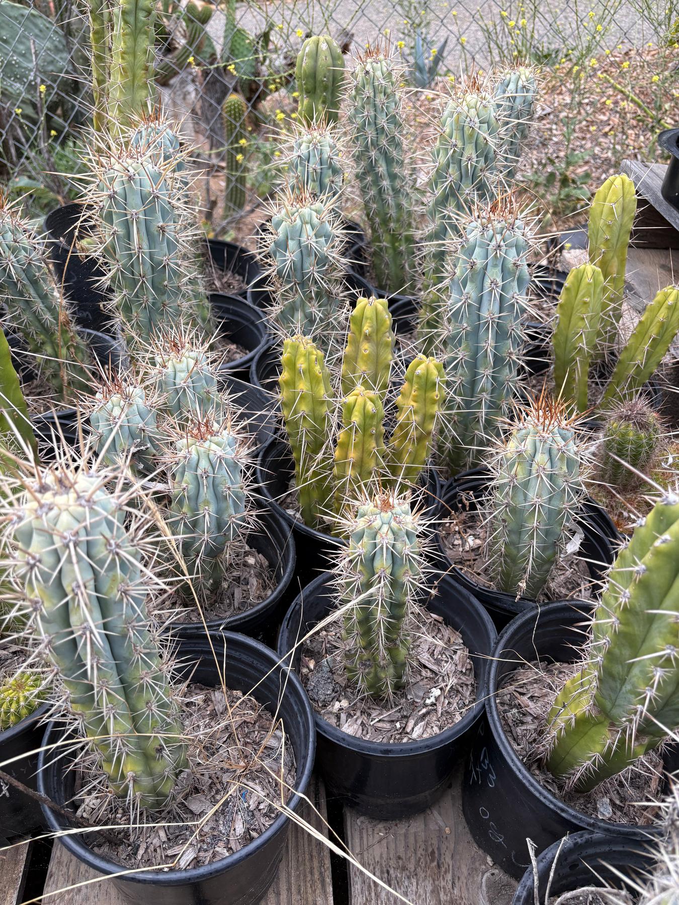 #EC124 EXACT Browningia Hertlingiana Cactus specimen 9"-Cactus - Large - Exact-The Succulent Source