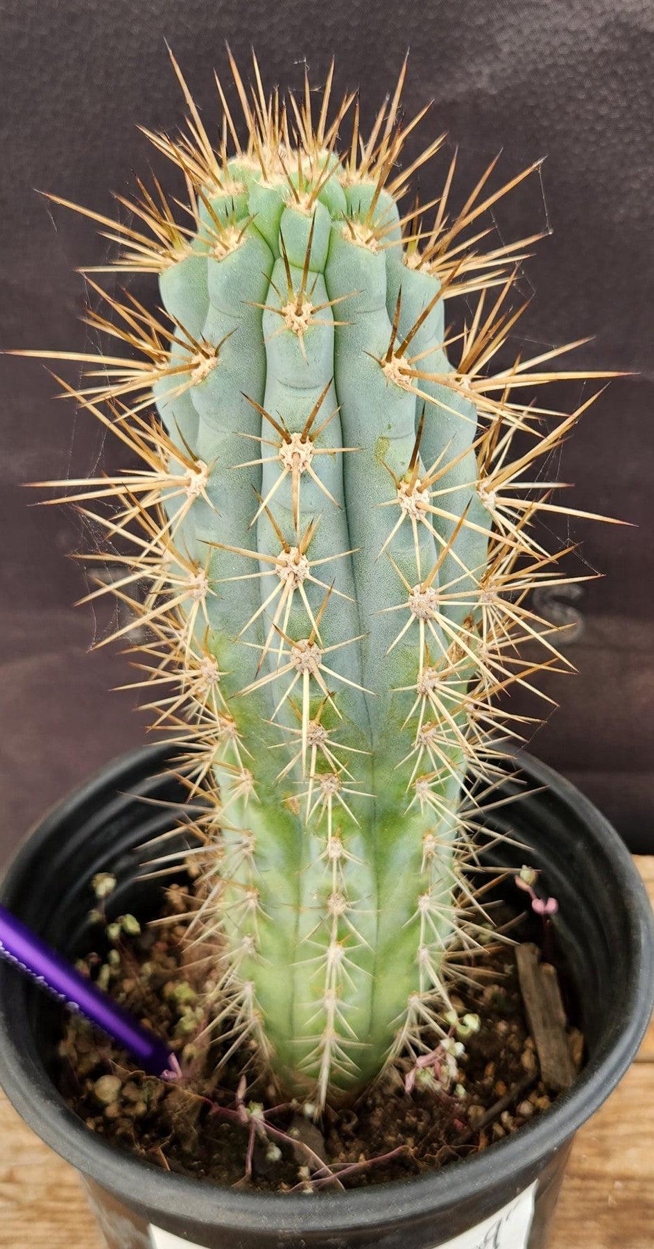 #EC124 EXACT Browningia Hertlingiana Cactus specimen 9"-Cactus - Large - Exact-The Succulent Source