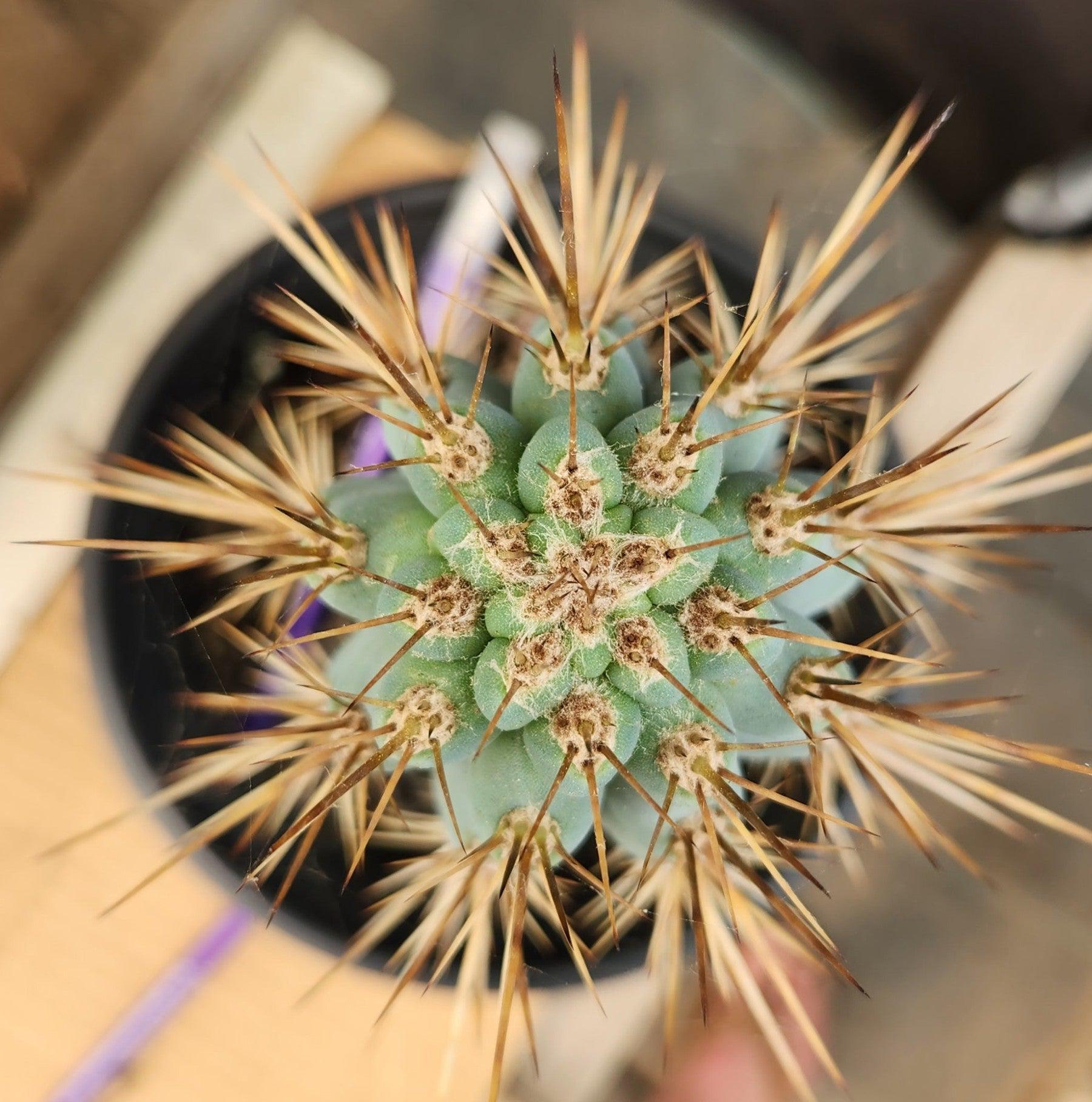 #EC124 EXACT Browningia Hertlingiana Cactus specimen 9"-Cactus - Large - Exact-The Succulent Source