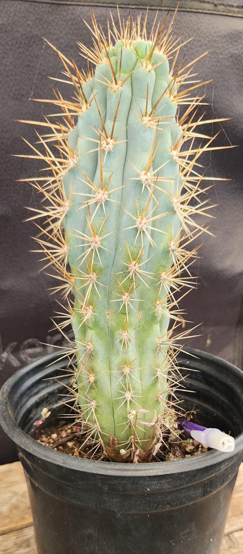 #EC124 EXACT Browningia Hertlingiana Cactus specimen 9"