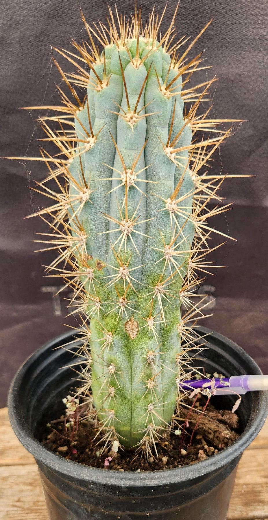 #EC124 EXACT Browningia Hertlingiana Cactus specimen 9"-Cactus - Large - Exact-The Succulent Source