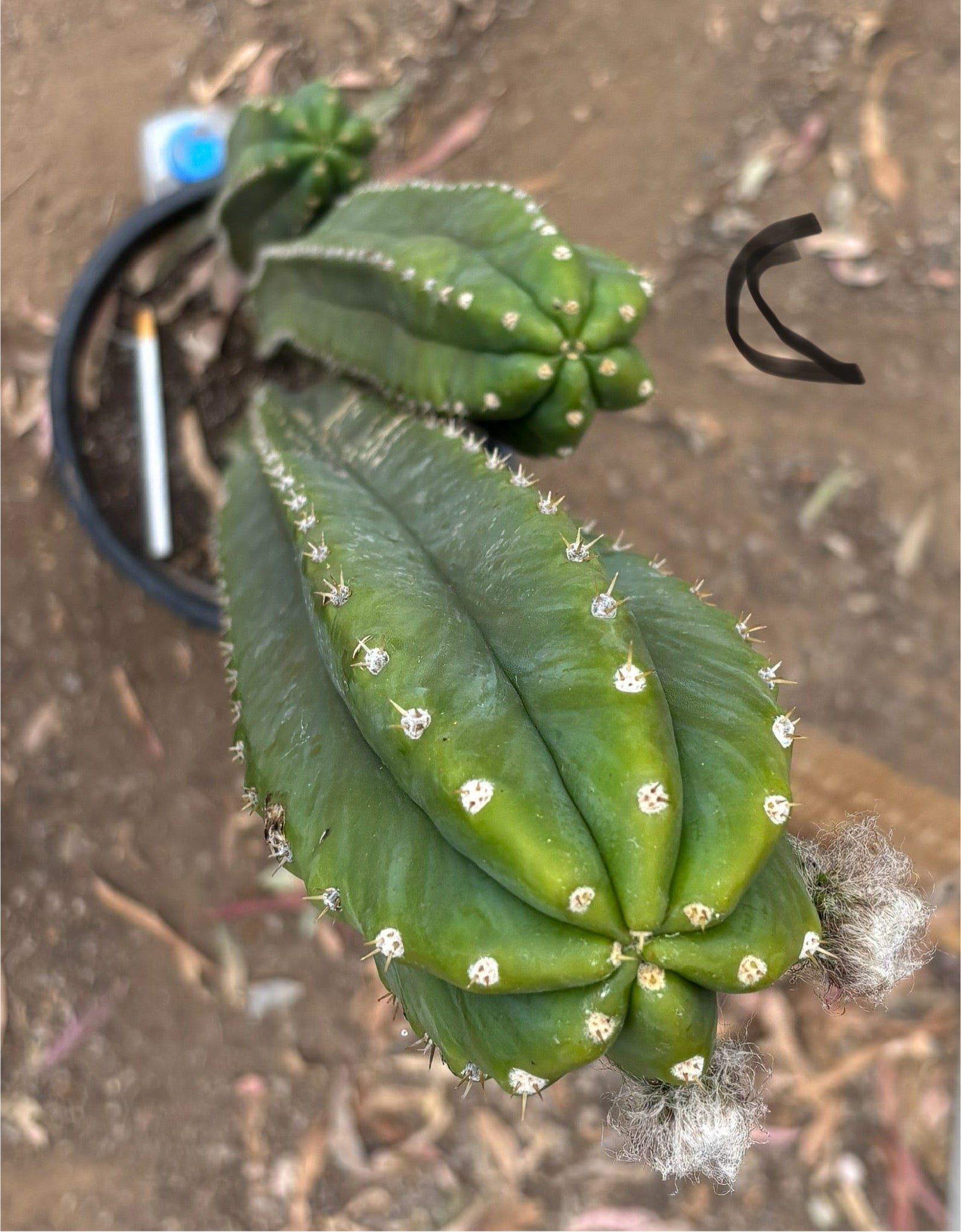 #EC125 EXACT GIANT Trichocereus Pachanoi PC Cactus Potted Specimens-Cactus - Large - Exact-The Succulent Source