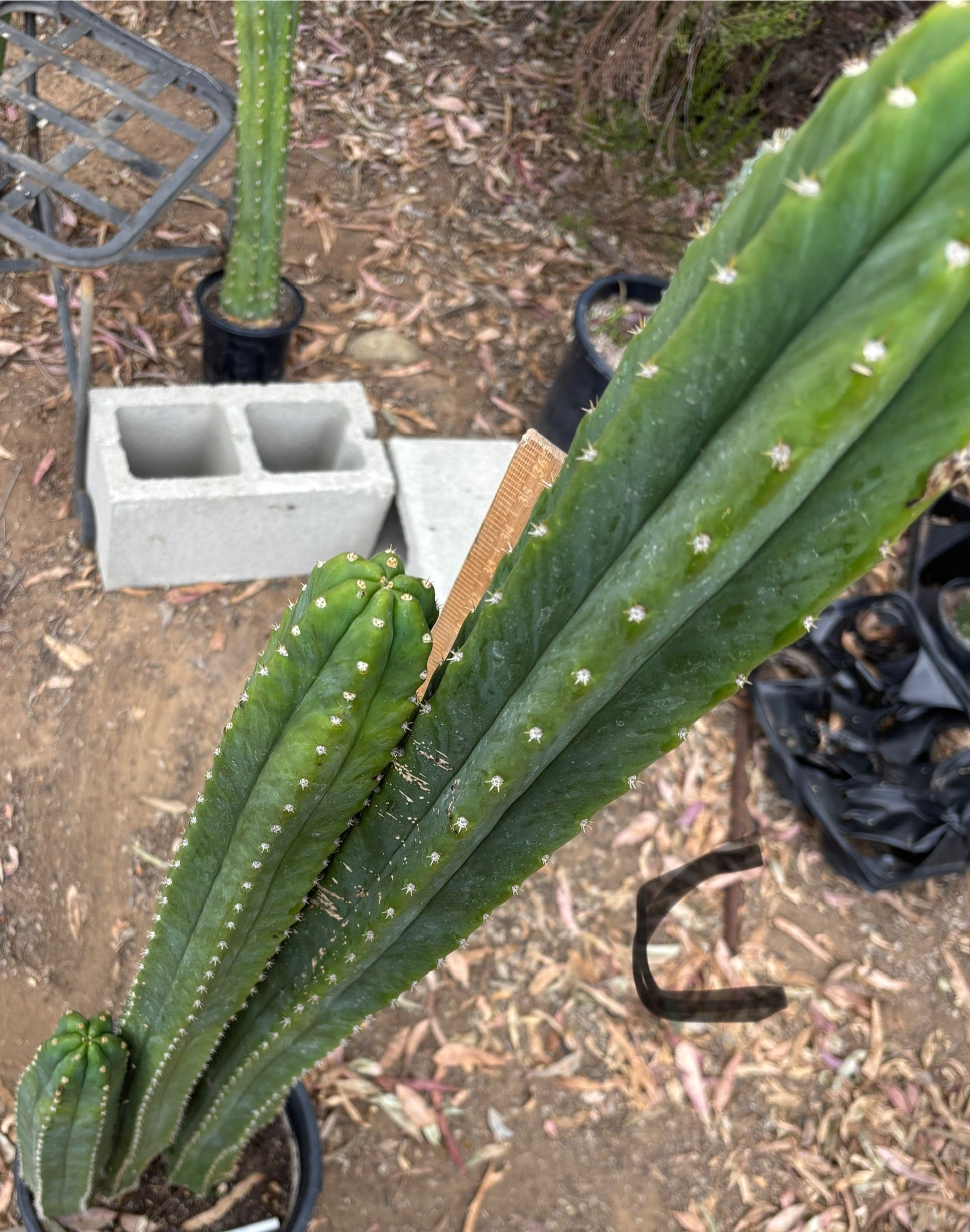 #EC125 EXACT GIANT Trichocereus Pachanoi PC Cactus Potted Specimens-Cactus - Large - Exact-The Succulent Source