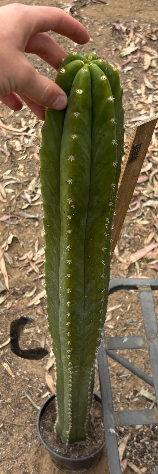 #EC125 EXACT GIANT Trichocereus Pachanoi PC Cactus Potted Specimens-Cactus - Large - Exact-The Succulent Source
