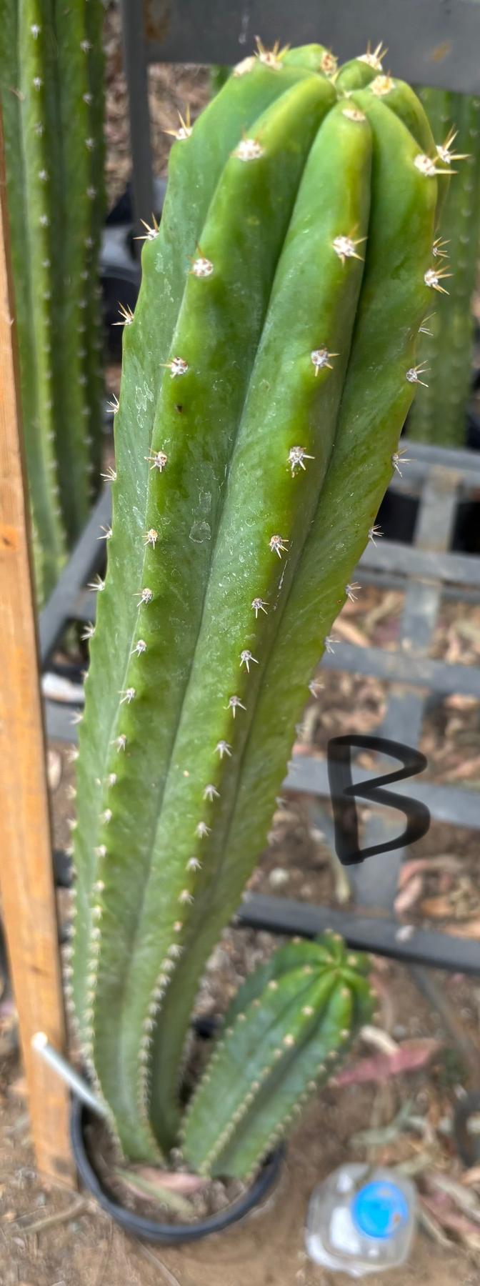 #EC125 EXACT GIANT Trichocereus Pachanoi PC Cactus Potted Specimens-Cactus - Large - Exact-The Succulent Source