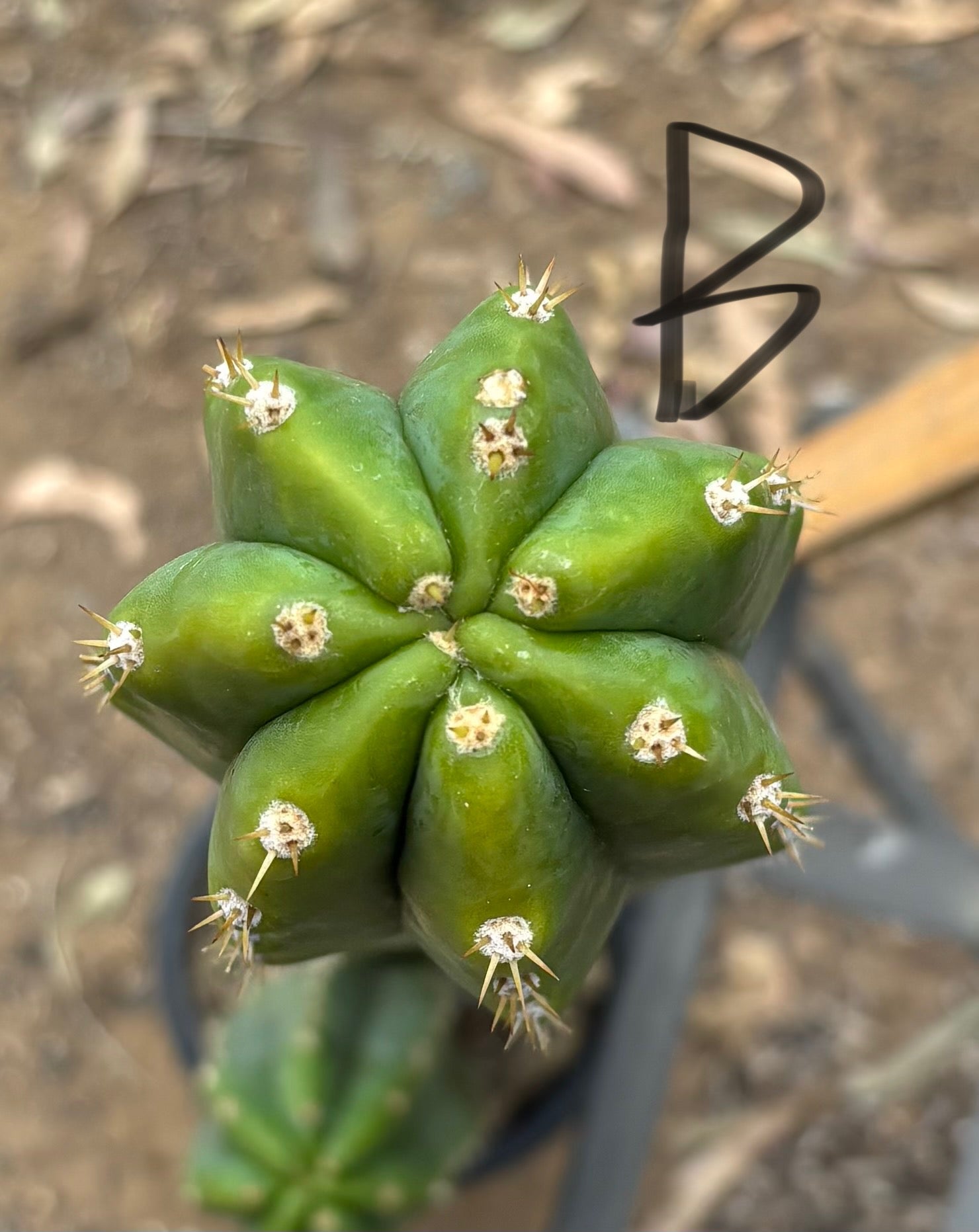 #EC125 EXACT GIANT Trichocereus Pachanoi PC Cactus Potted Specimens-Cactus - Large - Exact-The Succulent Source