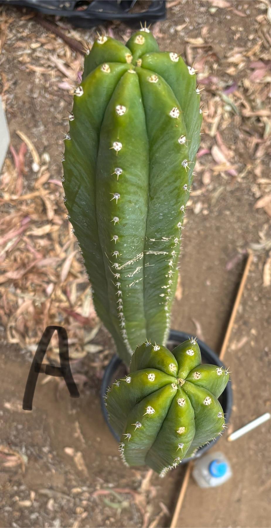 #EC125 EXACT GIANT Trichocereus Pachanoi PC Cactus Potted Specimens-Cactus - Large - Exact-The Succulent Source