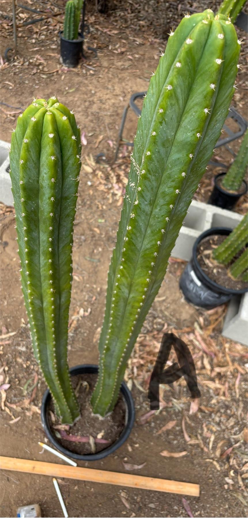 #EC125 EXACT GIANT Trichocereus Pachanoi PC Cactus Potted Specimens-Cactus - Large - Exact-The Succulent Source