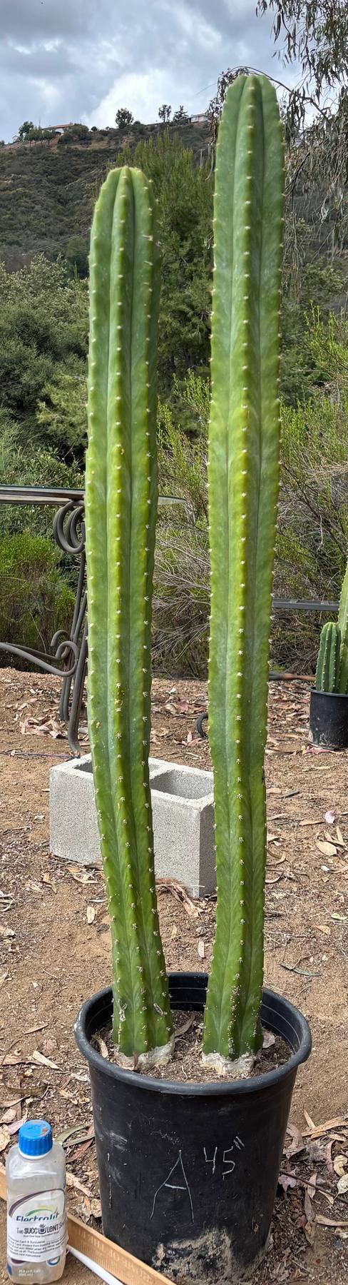 #EC125 EXACT GIANT Trichocereus Pachanoi PC Cactus Potted Specimens-Cactus - Large - Exact-The Succulent Source