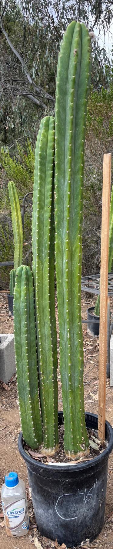 #EC125 EXACT GIANT Trichocereus Pachanoi PC Cactus Potted Specimens-Cactus - Large - Exact-The Succulent Source