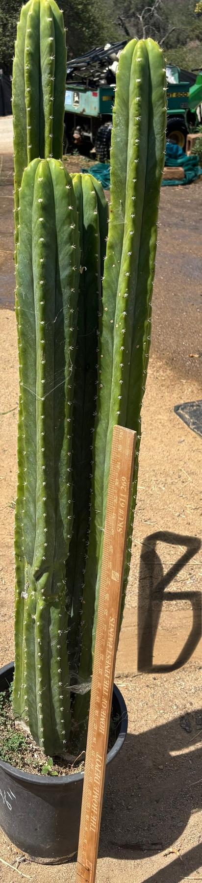 #EC125 EXACT GIANT Trichocereus Pachanoi PC Potted Cactus Specimens-Cactus - Big-The Succulent Source