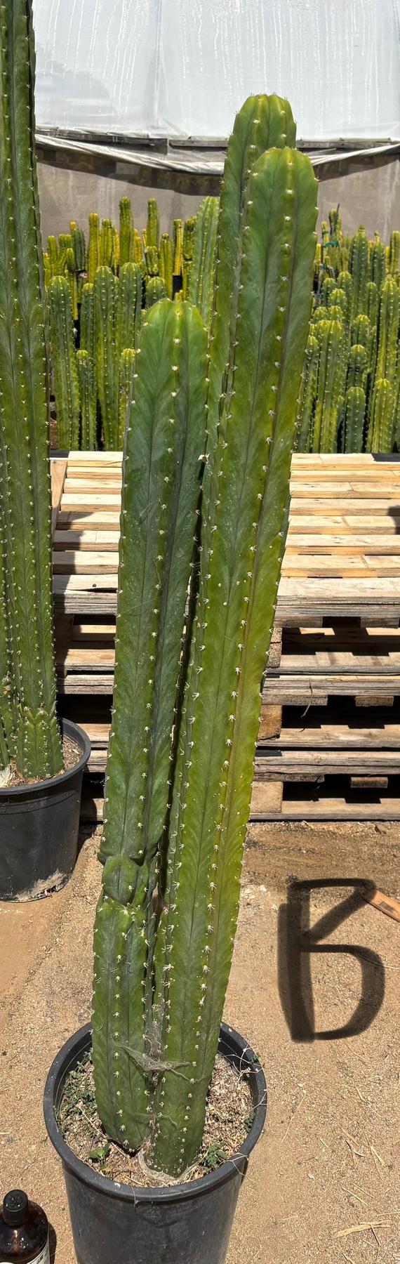 #EC125 EXACT GIANT Trichocereus Pachanoi PC Potted Cactus Specimens-Cactus - Big-The Succulent Source