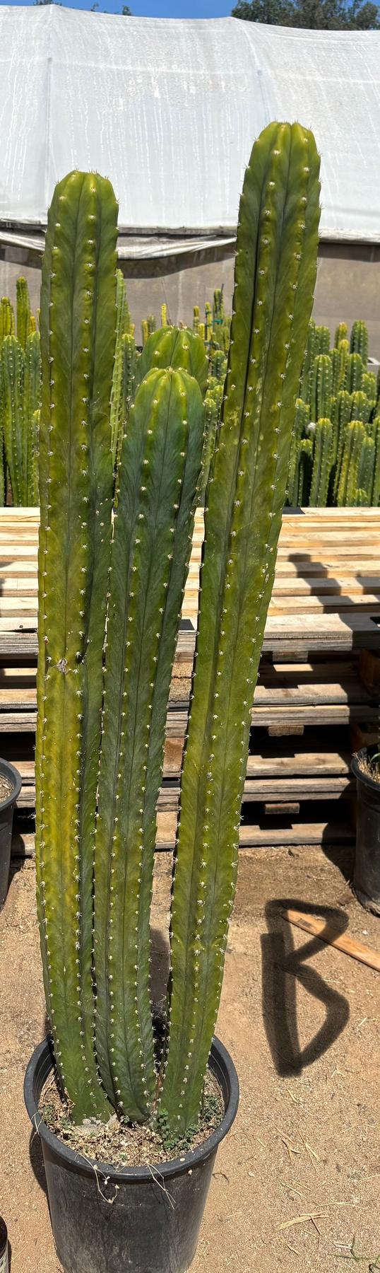 #EC125 EXACT GIANT Trichocereus Pachanoi PC Potted Cactus Specimens-Cactus - Big-The Succulent Source