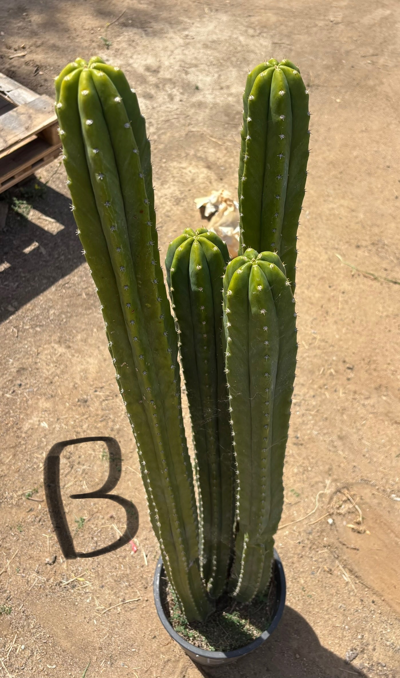 #EC125 EXACT GIANT Trichocereus Pachanoi PC Potted Cactus Specimens-Cactus - Big-The Succulent Source
