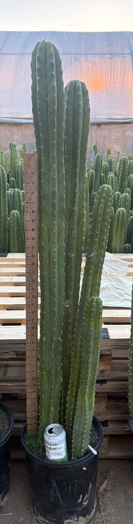 #EC125 EXACT GIANT Trichocereus Pachanoi PC Potted Cactus Specimens-Cactus - Big-The Succulent Source