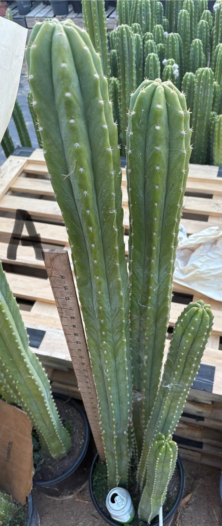#EC125 EXACT GIANT Trichocereus Pachanoi PC Potted Cactus Specimens-Cactus - Big-The Succulent Source