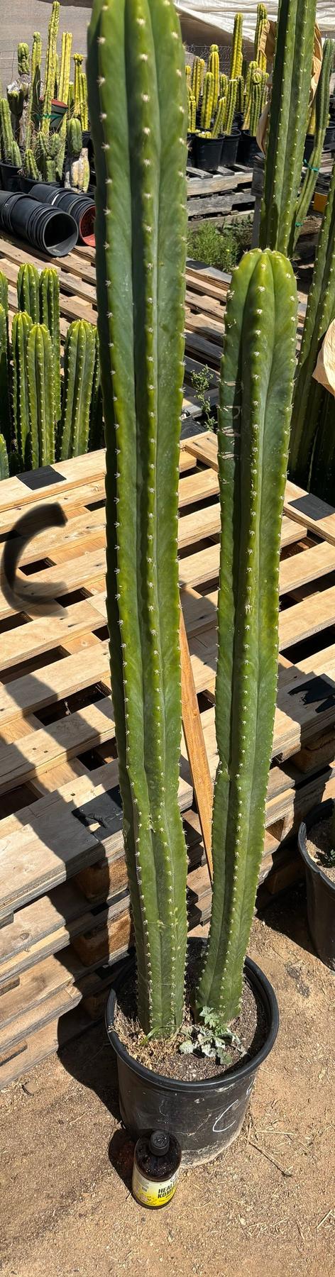 #EC125 EXACT GIANT Trichocereus Pachanoi PC Potted Cactus Specimens-Cactus - Big-The Succulent Source