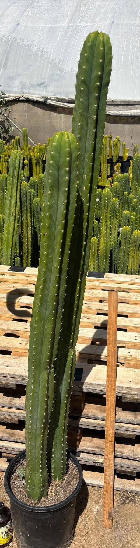 #EC125 EXACT GIANT Trichocereus Pachanoi PC Potted Cactus Specimens-Cactus - Big-The Succulent Source