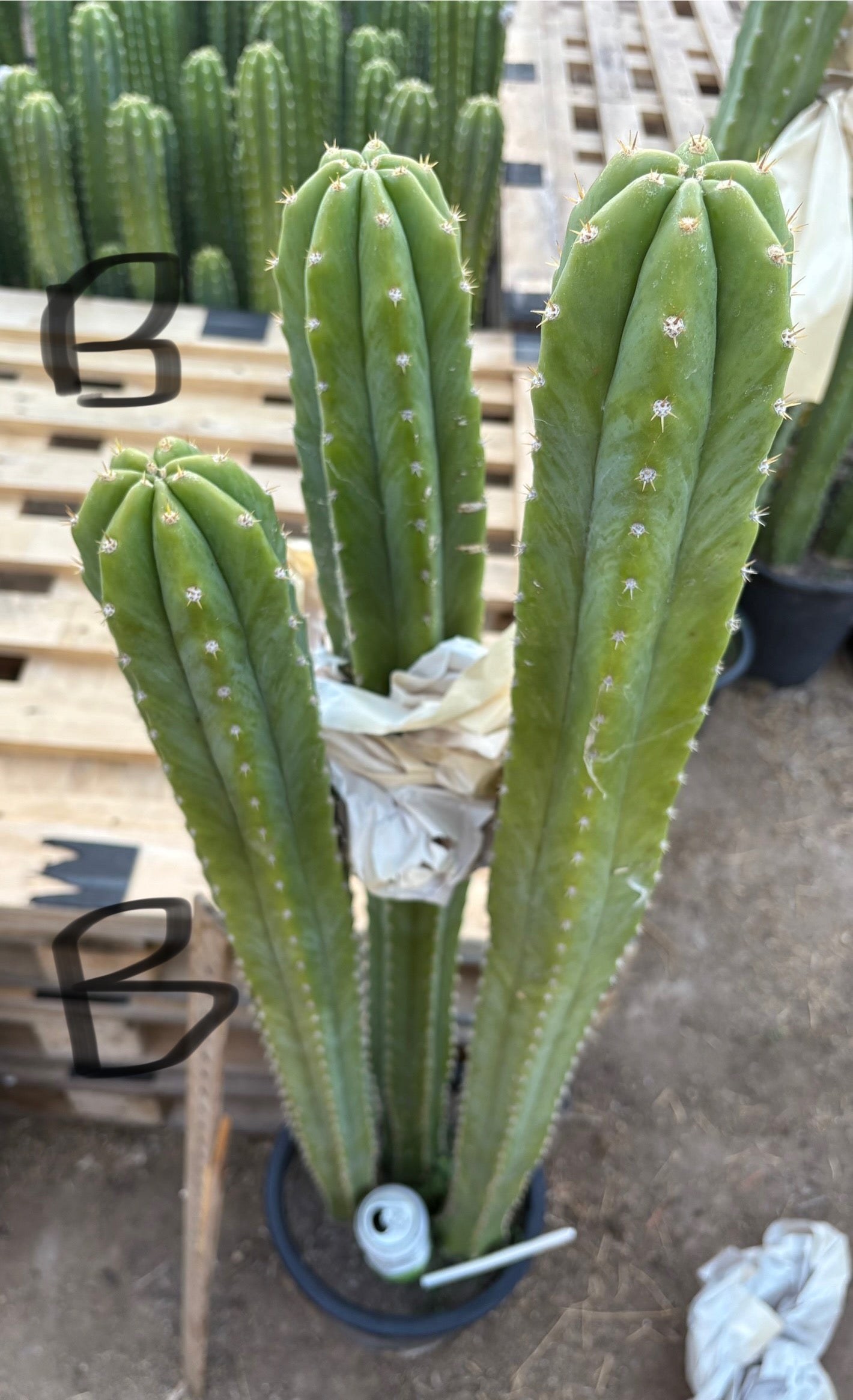 #EC125 EXACT GIANT Trichocereus Pachanoi PC Potted Cactus Specimens-Cactus - Big-The Succulent Source