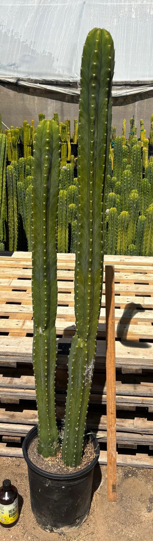 #EC125 EXACT GIANT Trichocereus Pachanoi PC Potted Cactus Specimens-Cactus - Big-The Succulent Source