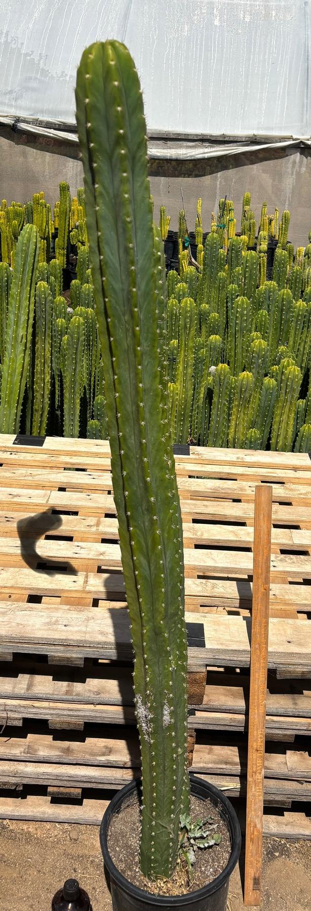 #EC125 EXACT GIANT Trichocereus Pachanoi PC Potted Cactus Specimens-Cactus - Big-The Succulent Source