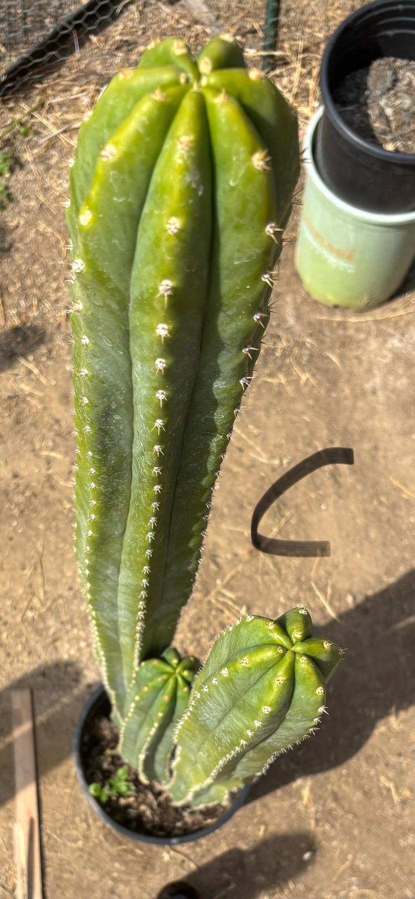 #EC125 EXACT GIANT Trichocereus Pachanoi PC Cactus Potted Specimens-Cactus - Large - Exact-The Succulent Source