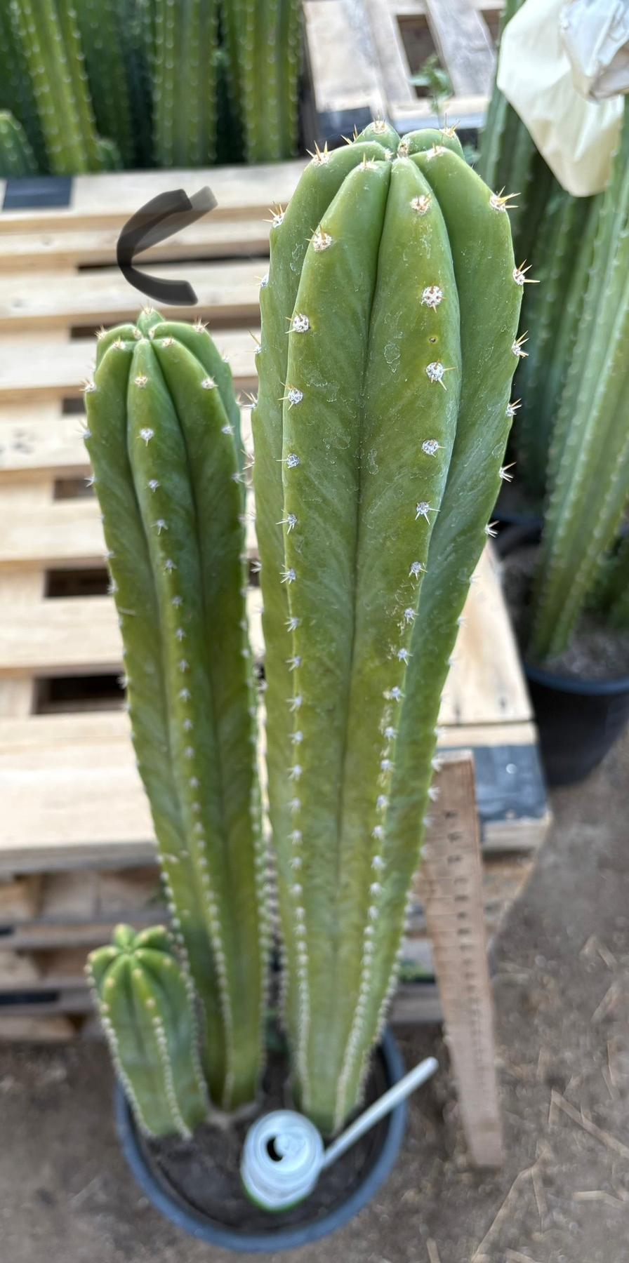 #EC125 EXACT GIANT Trichocereus Pachanoi PC Potted Cactus Specimens-Cactus - Big-The Succulent Source