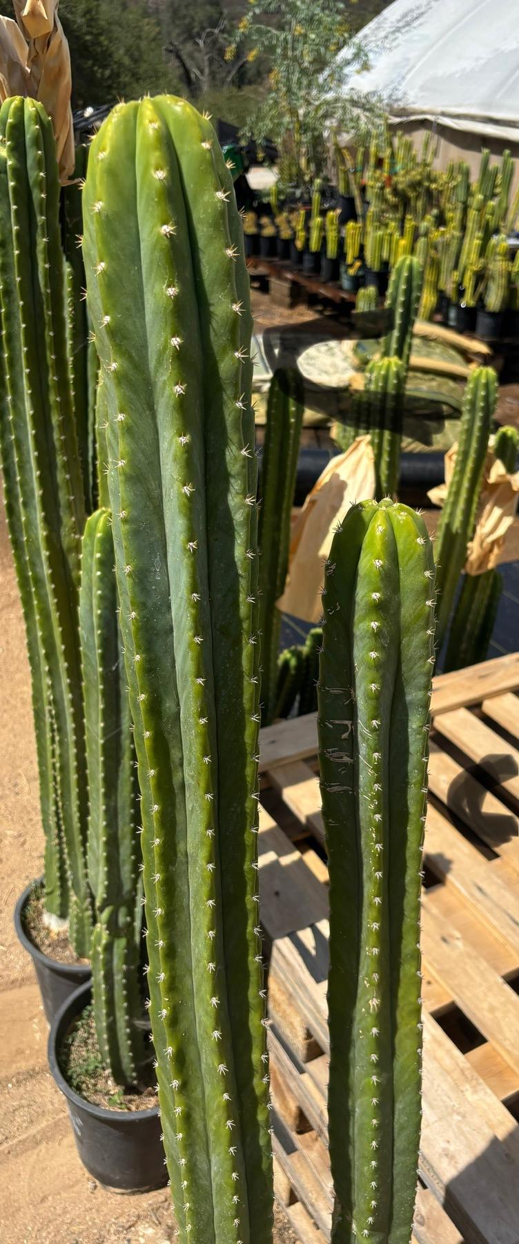#EC125 EXACT GIANT Trichocereus Pachanoi PC Potted Cactus Specimens-Cactus - Big-The Succulent Source