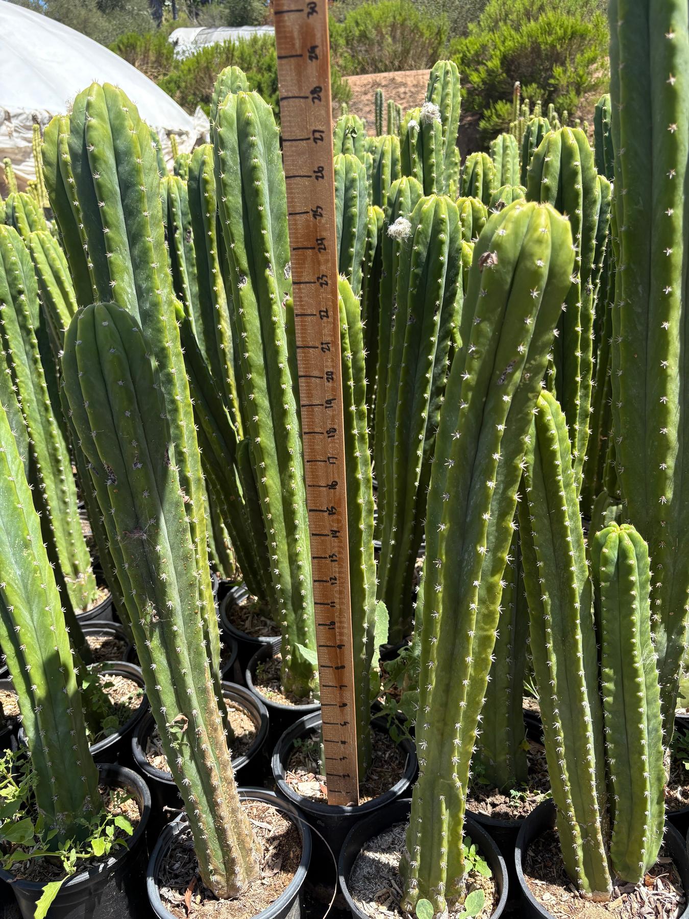 #EC125 EXACT GIANT Trichocereus Pachanoi PC Potted Cactus Specimens-Cactus - Big-The Succulent Source