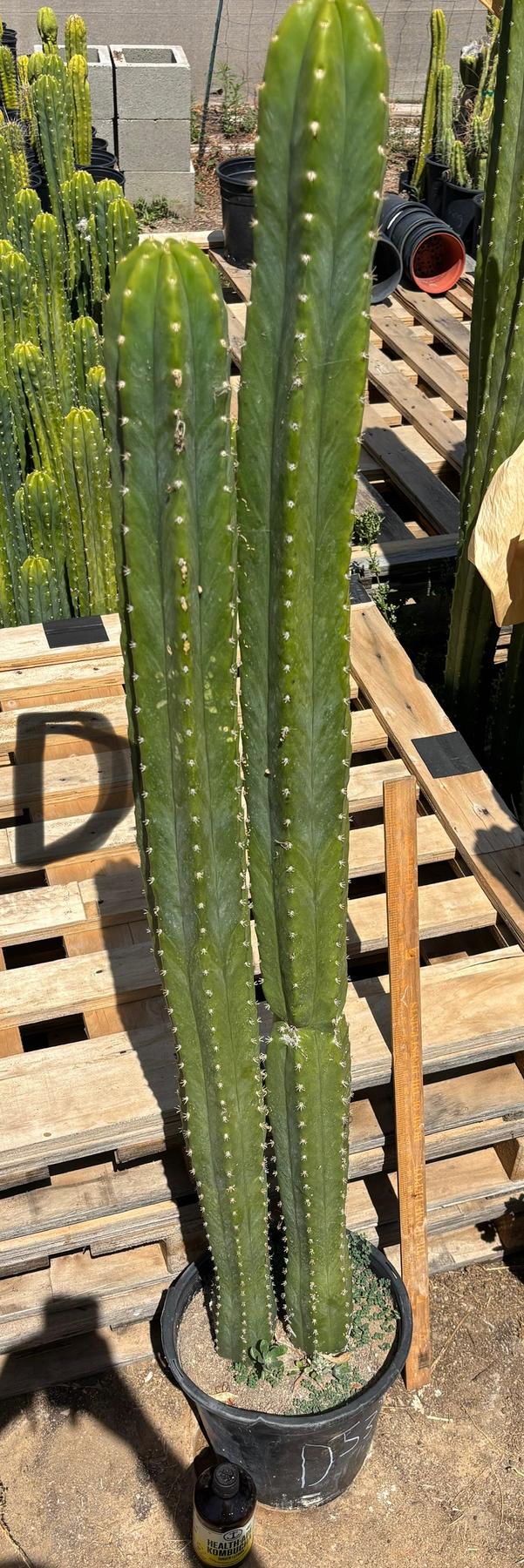 #EC125 EXACT GIANT Trichocereus Pachanoi PC Potted Cactus Specimens-Cactus - Big-The Succulent Source