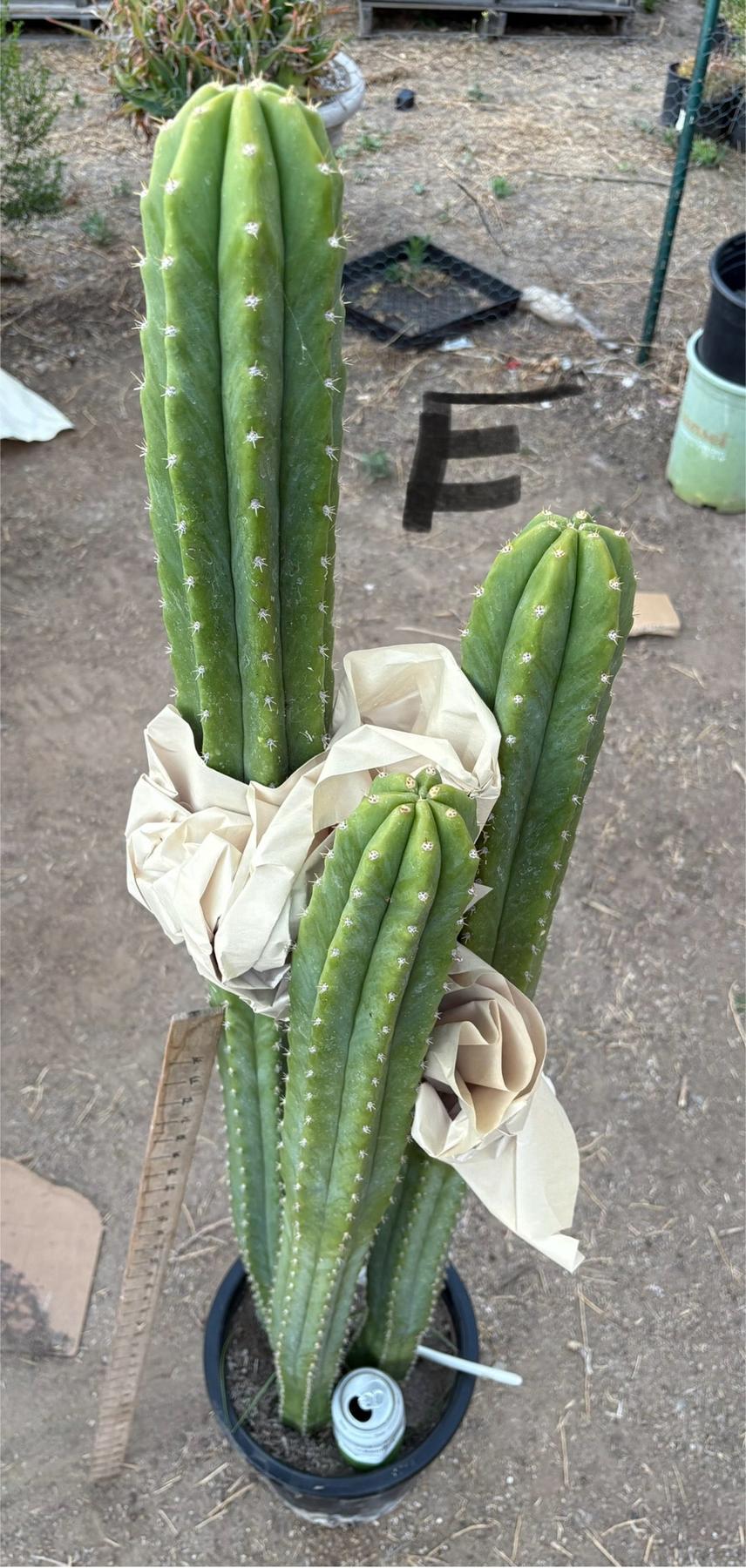 #EC125 EXACT GIANT Trichocereus Pachanoi PC Potted Cactus Specimens-Cactus - Big-The Succulent Source
