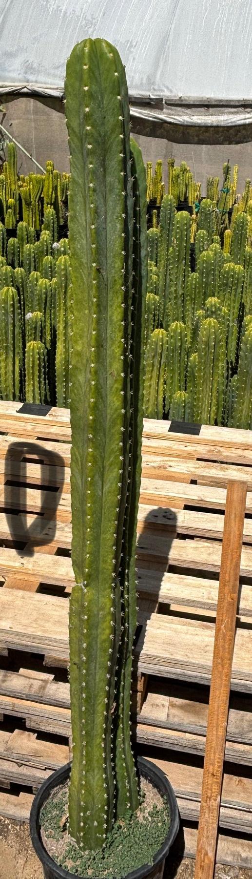 #EC125 EXACT GIANT Trichocereus Pachanoi PC Potted Cactus Specimens-Cactus - Big-The Succulent Source