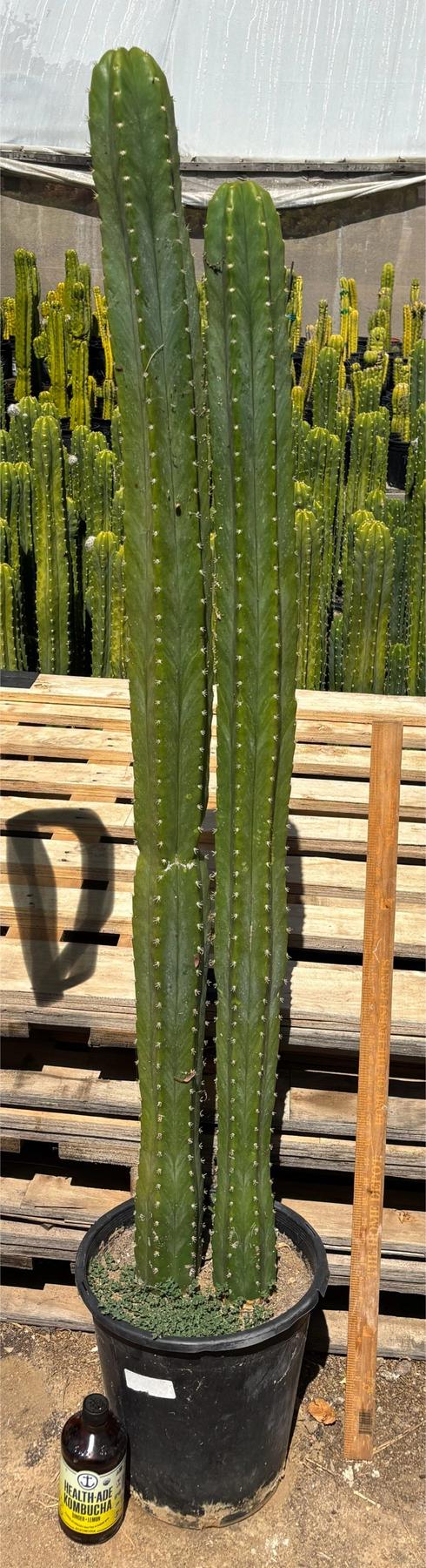 #EC125 EXACT GIANT Trichocereus Pachanoi PC Potted Cactus Specimens-Cactus - Big-The Succulent Source